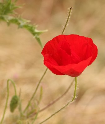 Klaproos - Papaver rhoeas - Poppy