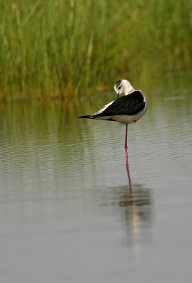 Steltkluut - Black-winged Stilt