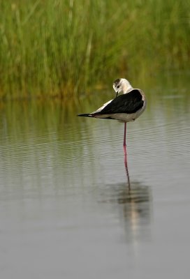 Steltkluut - Himantopus himantopus - Black-winged Stilt