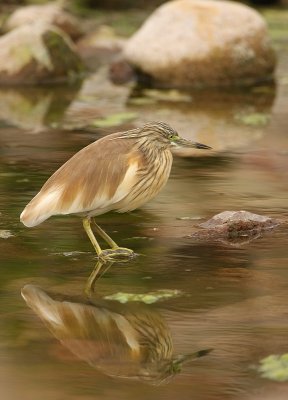 Ralreiger - Ardeola ralloides - Squacco Heron