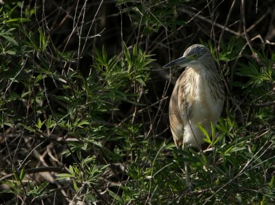 Ralreiger - Ardeola ralloides - Squacco Heron