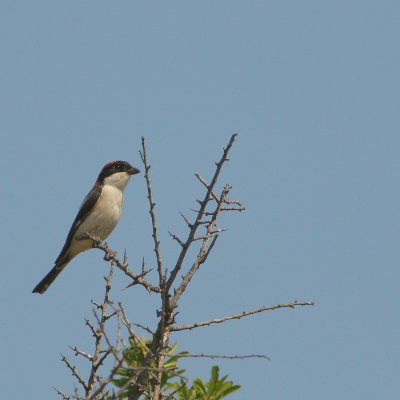 Roodkopklauwier - Woodchat Shrike