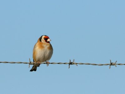 Putter - Goldfinch