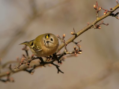 Goudhaan - Regulus regulus - Goldcrest