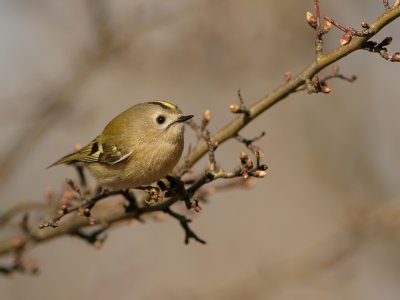 Goudhaan - Regulus regulus - Goldcrest