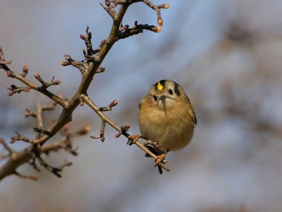 Goudhaan - Regulus regulus - Goldcrest