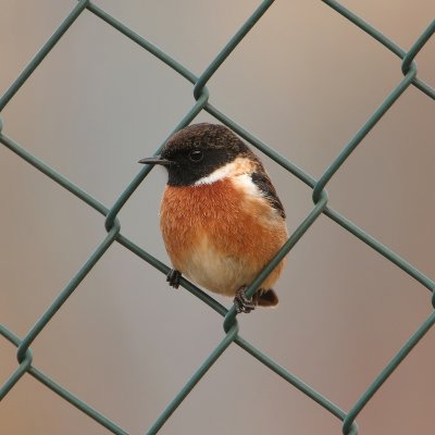 Roodborsttapuit - Saxicola torquata - Stonechat