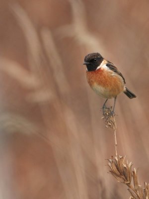 Roodborsttapuit - Saxicola torquata - Stonechat