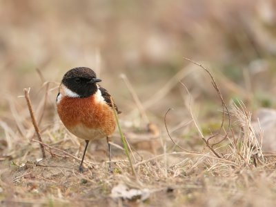 Roodborsttapuit - Saxicola torquata - Stonechat