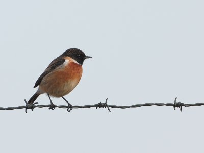 Roodborsttapuit - Saxicola torquata - Stonechat