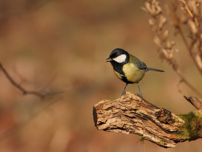 Koolmees - Parus major - Great Tit