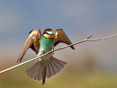 Bijeneter - Merops Apiaster - Bee-eater