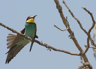 Bijeneter - Merops Apiaster - Bee-eater