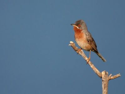 Baardgrasmus - Sylvia cantillans - Subalpine Warbler