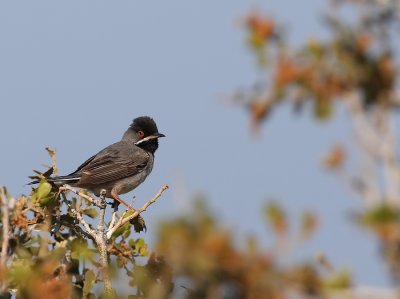 Ruppels Grasmus - Sylvia ruepelli - Ruppell's Warbler