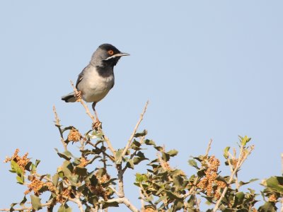 Ruppels Grasmus - Sylvia ruepelli - Ruppell's Warbler