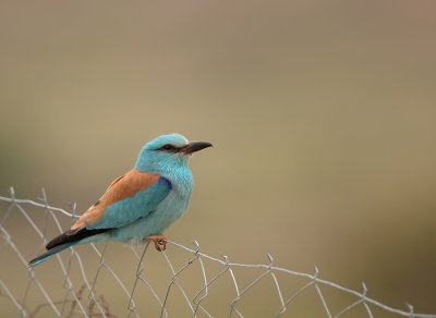 Scharrelaar - Coracias garullus - Roller