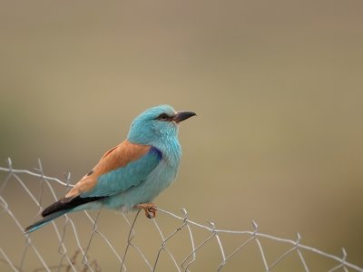 Scharrelaar - Coracias garullus - Roller