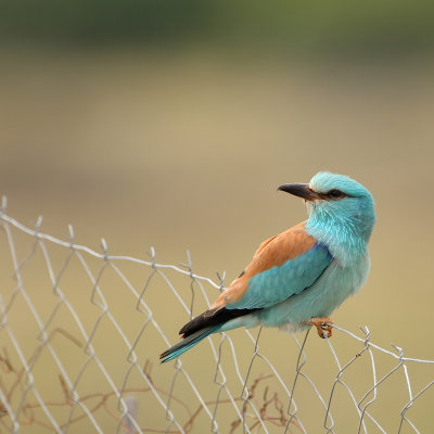 Scharrelaar - Coracias garullus - Roller