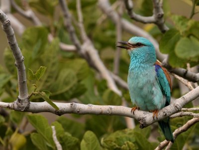 Scharrelaar - Coracias garullus - Roller