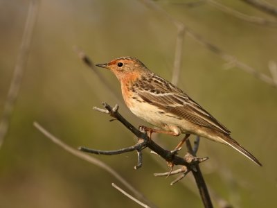 Roodkeelpieper - Anthus cervinus - Red-Throated Pipit