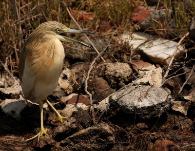 Ralreiger - Ardeola ralloides - Squacco Heron