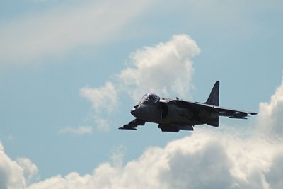 Harrier.jpg