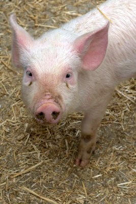 bacon.jpg