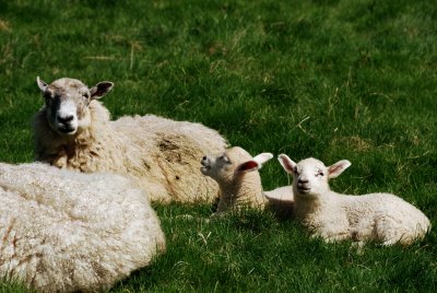 Spring Lambs