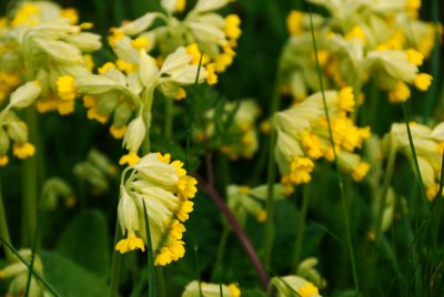 Cowslips