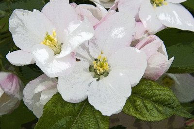 _MG_4246p67.jpg