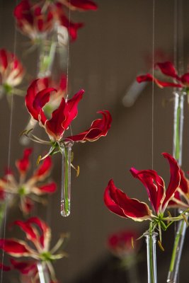 _MG_8420.jpg
