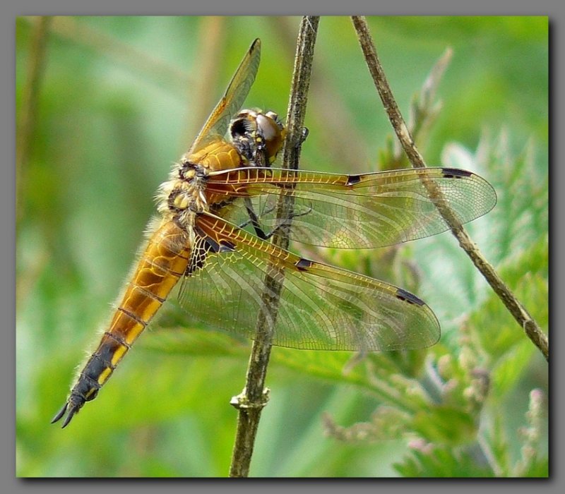  Four Spotted Chaser female