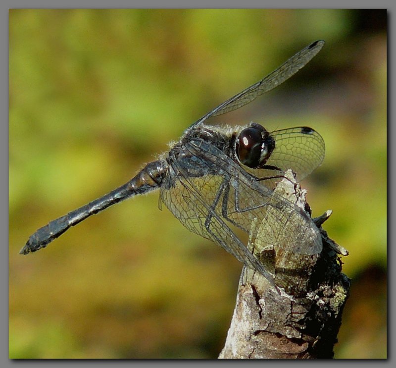 Black Darter  mature male