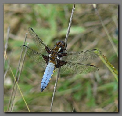 Broad-bodied Chaser male