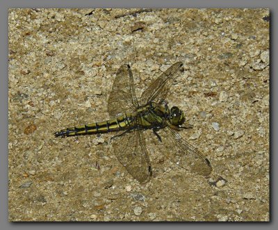 Black-tailed Skimmer