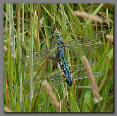  Emperors dragonfly in cop
