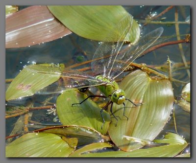  Emperor  female ovipositing