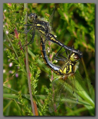 Black Darters in cop