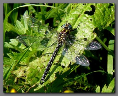 Hairy Dragonfly adult male 