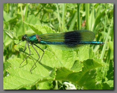 Banded Demoiselle male