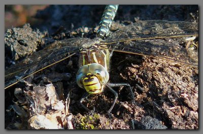 Common Hawker adult male face