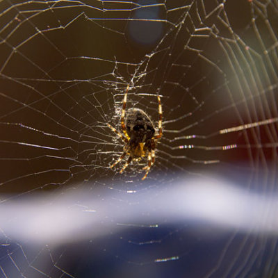 Garden Spider