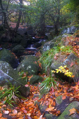 Leafy Gorge