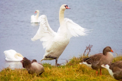 Angry Swan