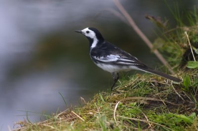 Pied Wagtail