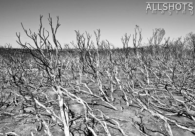 Bushfire_Damage_#1.jpg