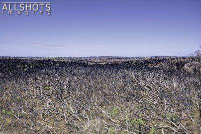Bushfire_Damage_#2.jpg