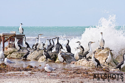 Cormorants.jpg