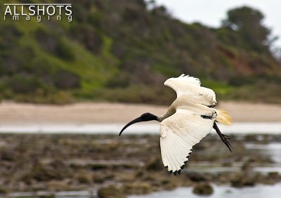 Ibis.jpg